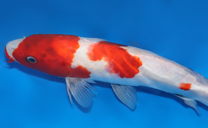 Showa – koi #x0822a050 - Image 3