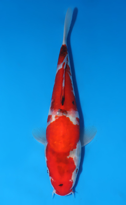 Showa - koi #x0822a052
