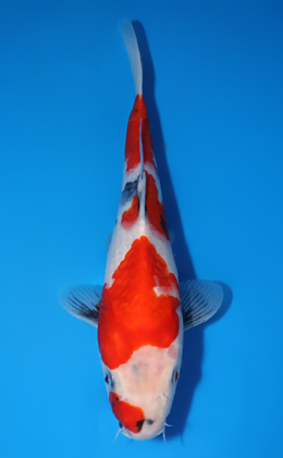 Showa - koi #x0822a057