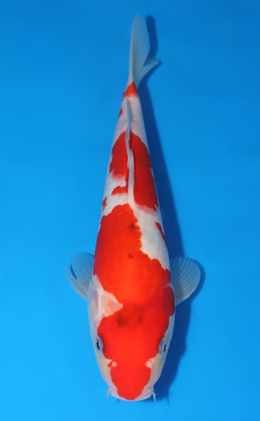 Showa - koi #x0822a059