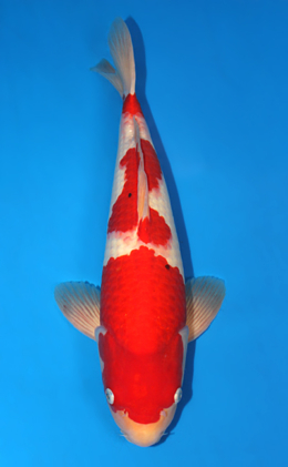 Kohaku - koi #x0825s002