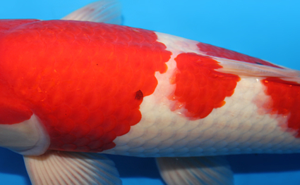 Kohaku - koi #x0825s002 - Side View A