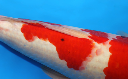 Kohaku – koi #x0825s002 - Image 3