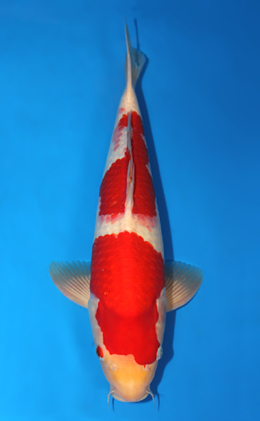 Kohaku - koi #x0825s004