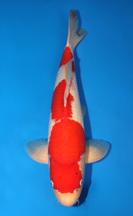 Kohaku - koi #x0825s007