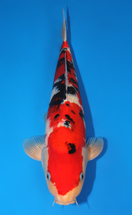 Showa - koi #x0825s008