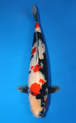 Showa - koi #x0825s012