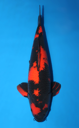Hi Utsuri - koi #x0825s013