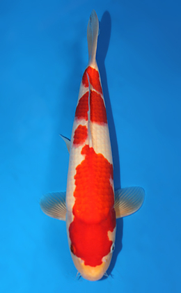 Kohaku - koi #x0825s014