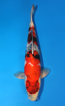 Showa - koi #x0825s016