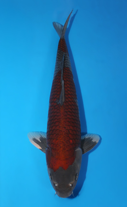 Ochibashigure - koi #x0825s021
