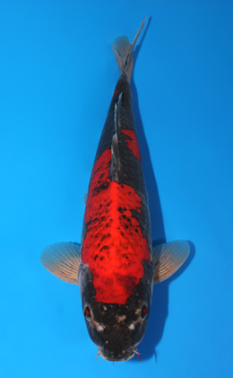 Goshiki - koi #x0825s022