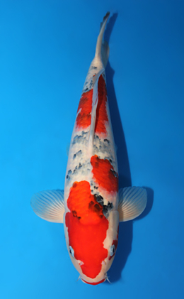 Taisho Sanke - koi #x0825s028