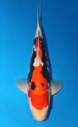 Beni Kumonryu - koi #x0825s042