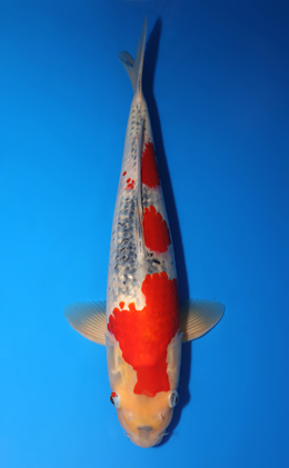 Goshiki - koi #x0826s002