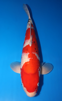 Taisho Sanke - koi #x0826s003