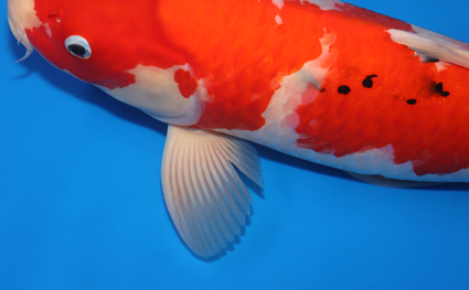 Taisho Sanke - koi #x0826s003 - Side View A
