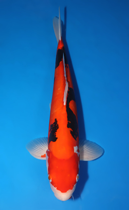 Beni Kumonryu - koi #x0826s006