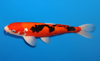 Beni Kumonryu - koi #x0826s006 - Side View A