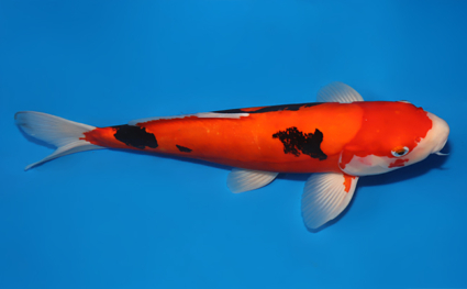 Beni Kumonryu – koi #x0826s006 - Image 3