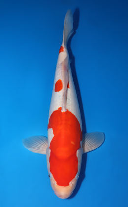 Doitsu Kohaku - koi #x0826s008
