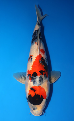 Showa - koi #x0826s013