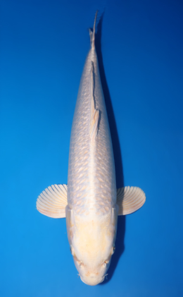 Ginrin Platinum - koi #x0826s014