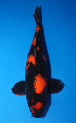 Hi Utsuri - koi #x0826s015