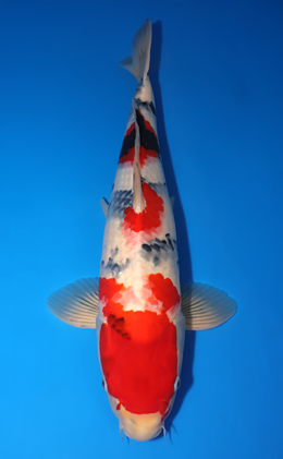 Showa - koi #x0826s018
