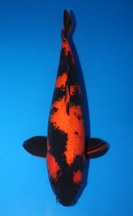 Hi Utsuri - koi #x0826s020