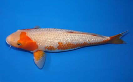 Golden Corn - koi #x0826s024 - Side View A