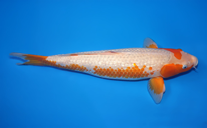 Golden Corn – koi #x0826s024 - Image 3
