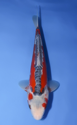 Shusui - koi #x0827a003
