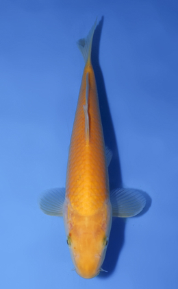 Karashi - koi #x0827a005