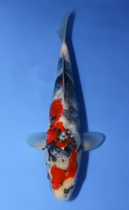Showa - koi #x0827a006
