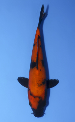 Hi Utsuri - koi #x0827a011