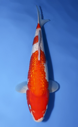 Ginrin Kohaku - koi #x0827a012