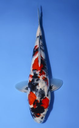 Showa - koi #x0827a013