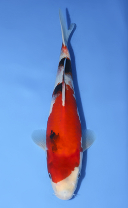 Showa - koi #x0827a024