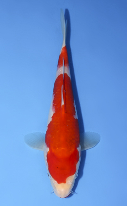 Kohaku - koi #x0827a026