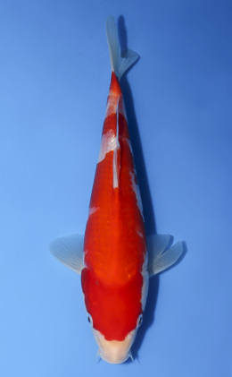 Kohaku - koi #x0827a029
