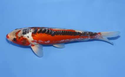 Shusui - koi #x0827a034 - Side View A