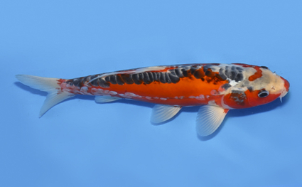 Shusui – koi #x0827a034 - Image 3