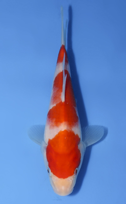Kohaku - koi #x0827a039