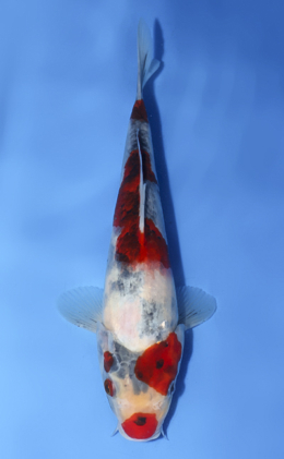 Showa - koi #x0827a040