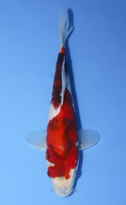 Showa - koi #x0827a042