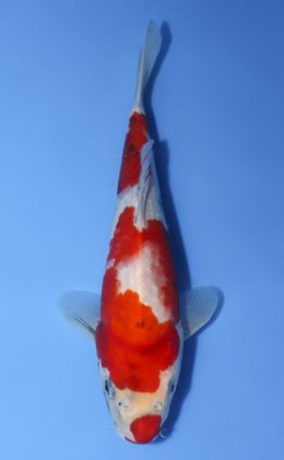 Showa - koi #x0827a044