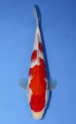 Kohaku - koi #x0827a045