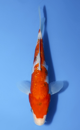 Ginrin Sanke - koi #x0827a057