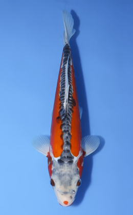 Shusui - koi #x0827a059